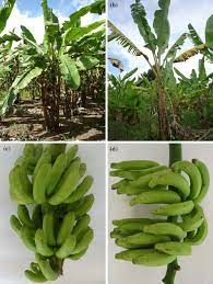 Mereka berasal dari keluarga tanaman yang disebut musa yang berasal dari asia tenggara dan tumbuh di banyak daerah hangat di. Aspects Of The Plant And Bunch Of The Autotetraploid Pisang Lilin Download Scientific Diagram
