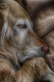 We did not find results for: Angel Golden Retriever Photo By Andrew Halpern Golden Retriever Dogs Old Dogs