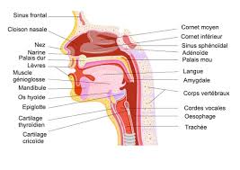 Autres sujets dans ce chapitre. Cancer Orl Tete Et Cou Symptomes Incidence Traitements