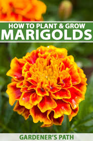 how to plant grow and care for marigolds gardeners path