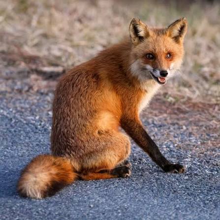 The Eastern American Red Fox is one of the mammals you can often see at Bombay Hook National Wildlife Refuge in Delaware without ever leaving your car. We saw this one hunting
