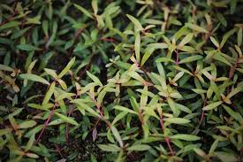 Image result for Nesaea aspera