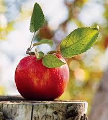 Apple Fruit Photography Fruit Fall Apples