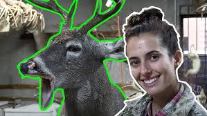 How to #Taxidermy White Tail Deer