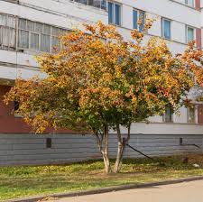 Image result for Hawthorn