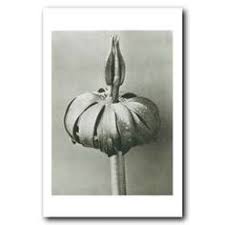Winter Aconite Karl Blossfeldt Macro Photography Tips Macro Photography