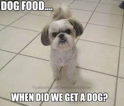 We Took This Meme Off The Shihtzu And Furbaby Rescue Site We D Also Like To Send Happy Beginnings For Luellen Hoffman Shih Tzu Shih Tzu Dog Shih Tzu Puppy