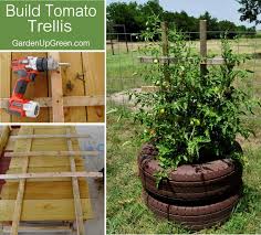 Measure the distance between each set of poles, and cut a piece of bamboo (similar in diameter to your uprights) that's about 8″ longer than your measurement to allow for overlap. How To Make Homemade Tomato Trellis