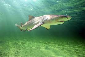 Negaprion Brevirostris Animals Shark Ocean Creatures