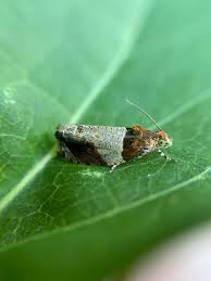 Image result for Hyparrhenia mobukensis