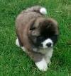Black Long Haired Akita