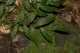 Image result for Oplismenus hirtellus