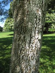 Image result for Albizia zygia