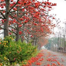 Image result for Bombax