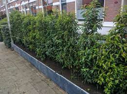 We did not find results for: Portugese Laurier Tuin Tuinontwerp Tuin Ideeen