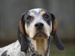 Redbone coonhound puppies for sale. Bluetick Coonhound Price Temperament Life Span
