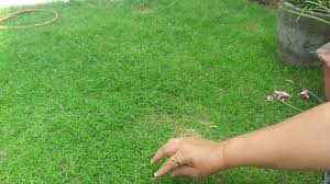 Grass must be laid immediately. How To Grow Grass At Home 3 May 2017 Youtube
