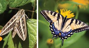 The butterfly's body is covered by tiny sensory hairs. In The Garden Is It A Moth Or Butterfly