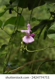 Image result for Canavalia cathartica