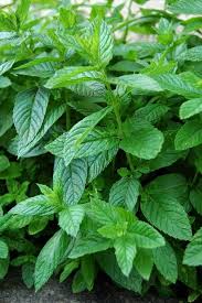 Menthe Culture Multiplication Et Recolte Au Potager Et En Pot Jardin Potager Jardinage Potager Astuce Jardin
