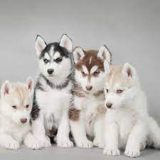 Dog Wallpaper For Ipad Mini Top 10 Size 1024x1024 Pomsky Dog Cute Husky Husky Puppy