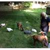 General, traveling petting zoos bring between 10 and 25 animals. 1