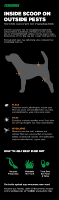 If you're not quite ready to move your entire life into a tiny space like this, never fear: Need To Know Bugs On Dogs And Other Pets Terminix