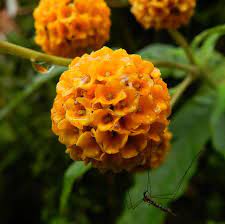 Buddleja Globosa Orange Flowers Flower Garden Different Flowers