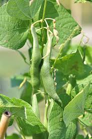 Image result for Phaseolus coccineus