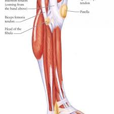Functions of the leg muscles. Diagram Broken Leg Diagram Full Version Hd Quality Leg Diagram 3dprinterdiagrams Potrosuaemfc Mx