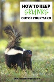 Mothballs or moth crystals are not to be used in open areas where the vapors can be inhaled by people. How To Keep Skunks Away From Property Arxiusarquitectura