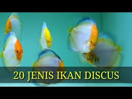 Sedangkan ikan asal negara lain yang bisa didomestikasi dan cukup popular dibudidayakan di indonesia antara lain koki, koi, discus dan guppy. 20 Jenis Ikan Discus Rajanya Ikan Hias Untuk Aquascape Cichlid Youtube Aquascaping Ikan