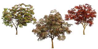 Image result for Combretum kraussii