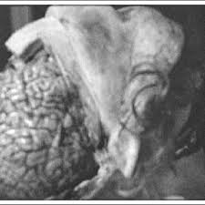 Pdf Religious Cinematics The Immediate Body In The Media Of Film