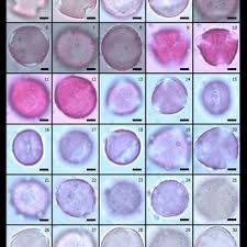 Image result for Diclis ovata