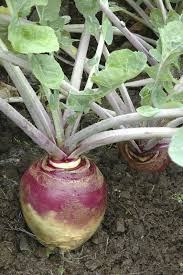 Joan Rutabaga Organic Seeds Heirloom Vegetables Heirloom Seeds