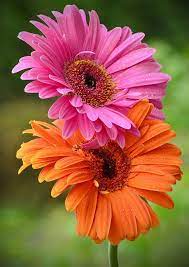 Duo Gerber Beautiful Flowers Pictures Flower Garden Images Amazing Flowers