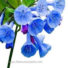 Looking at the paper about the author. Flowers Name Start With V Home Facebook