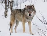 Wolf - Wikipedia