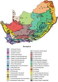 Image result for Lessertia macrostachya