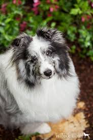 Black And White Sheltie Puppies Img 2882 Sheltie Portrait Sheltie Sheltie Dogs Beautiful Dogs