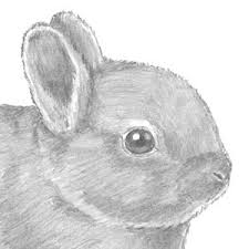Draw a u shaped line under the head and connect it to the circle using short curved lines that meet at jagged points. How To Draw A Rabbit Baby Youtube