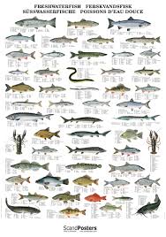 Fish Chart Wiring Diagram