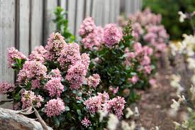 Quince flowering shrubs are excellent plants for informal hedges or colorful borders. Escallonia Pink Elle Pbr