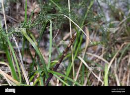 Image result for Asparagus petersianus