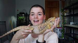 See full list on reptile.guide How Big Do Bearded Dragons Get Bearded Dragon Size Youtube