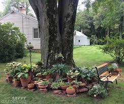 Arrange hosta so that the place where the rhizome turns into a stem is not covered with earth. How To Care For Hostas In Pots The Perfect Plants For A Shade Garden