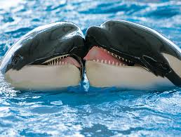 Resultado de imagen de imagenes de loro parque