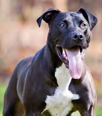 Thanks to his boxer roots, he may stay in the puppy stage a tad longer, as this breed takes almost 3 years to be considered mature. 14 Great Dane Mixes Gigantic Mixed Breeds To Melt Your Heart