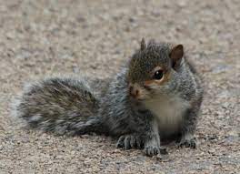 Baby Squirrels City Wildlife